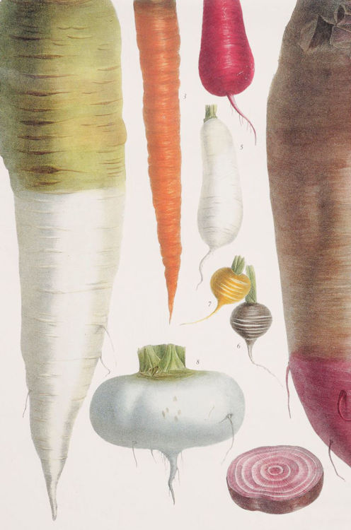 Picture of Root Vegetables