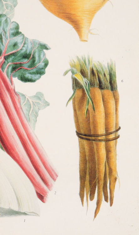 Picture of Root Vegetables