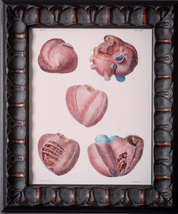 Picture of Anatomical Heart