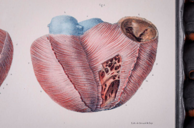 Picture of Anatomical Heart