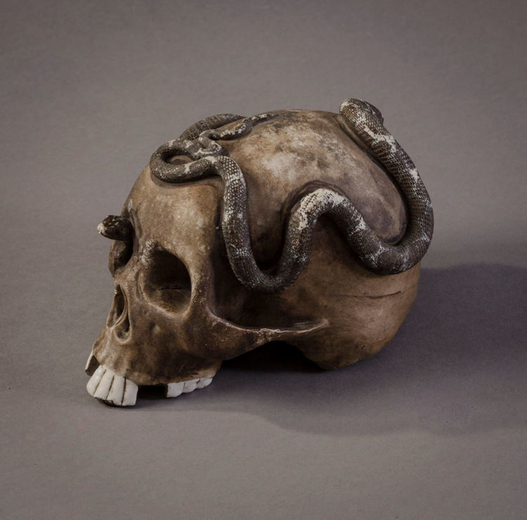 Picture of Detached Skull with Snake