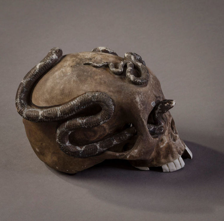 Picture of Detached Skull with Snake