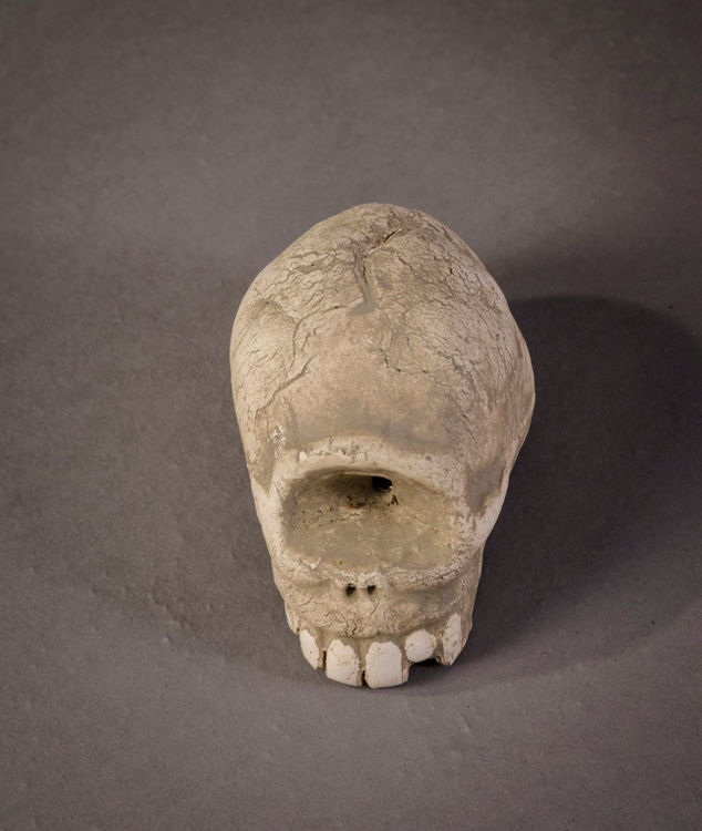 Picture of Cyclops Skull
