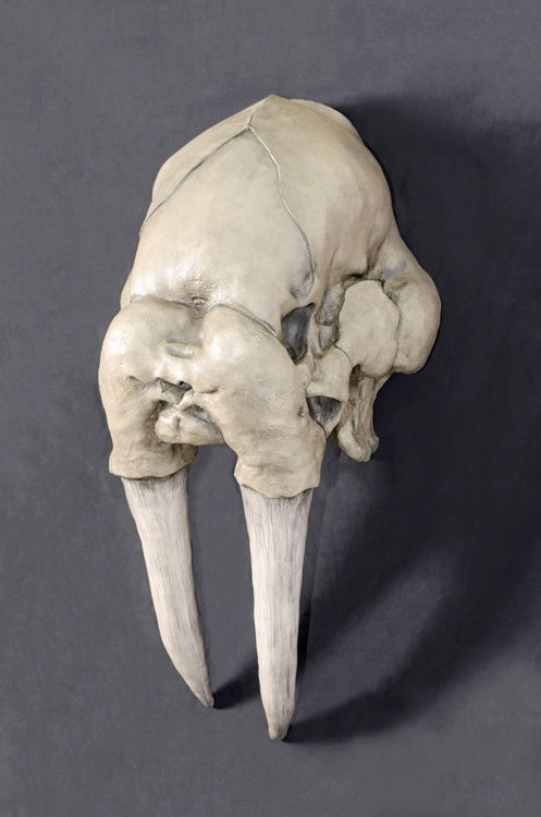 Picture of Walrus Mount