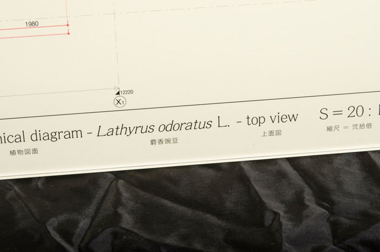 Picture of Lathyrus Odoratus L